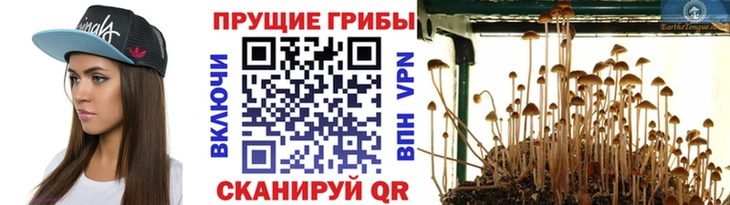 Псилоцибиновые грибы Cubensis  сколько стоит  Александровск 